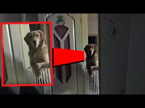 Video: Había una cerradura en la puerta, un cachorro estaba encerrado