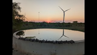 Dove Hunting South Texas 2023