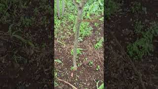 The Moringa Oleifera / Miracle Tree