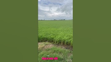 Cần bán nhanh DT 3 mẫu 5 có 700m thổ cư giá 90 triệu 1 công thuộc huyện mộc hóa tỉnh Long An