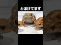 人のせいにするヒキガエル Funny Toad Video