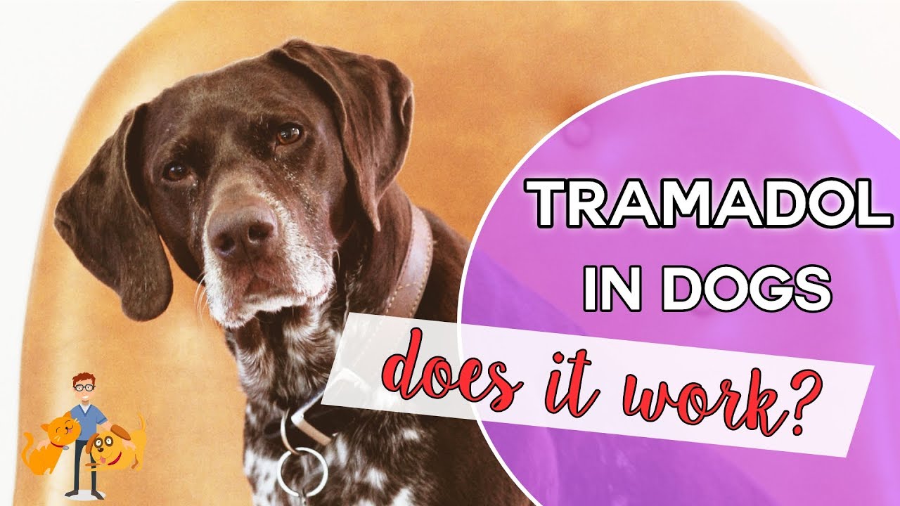 Can A Dog Take Tramadol And Methocarbamol Together?