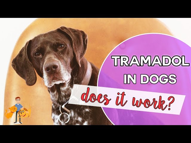 Kill dogs tramadol does