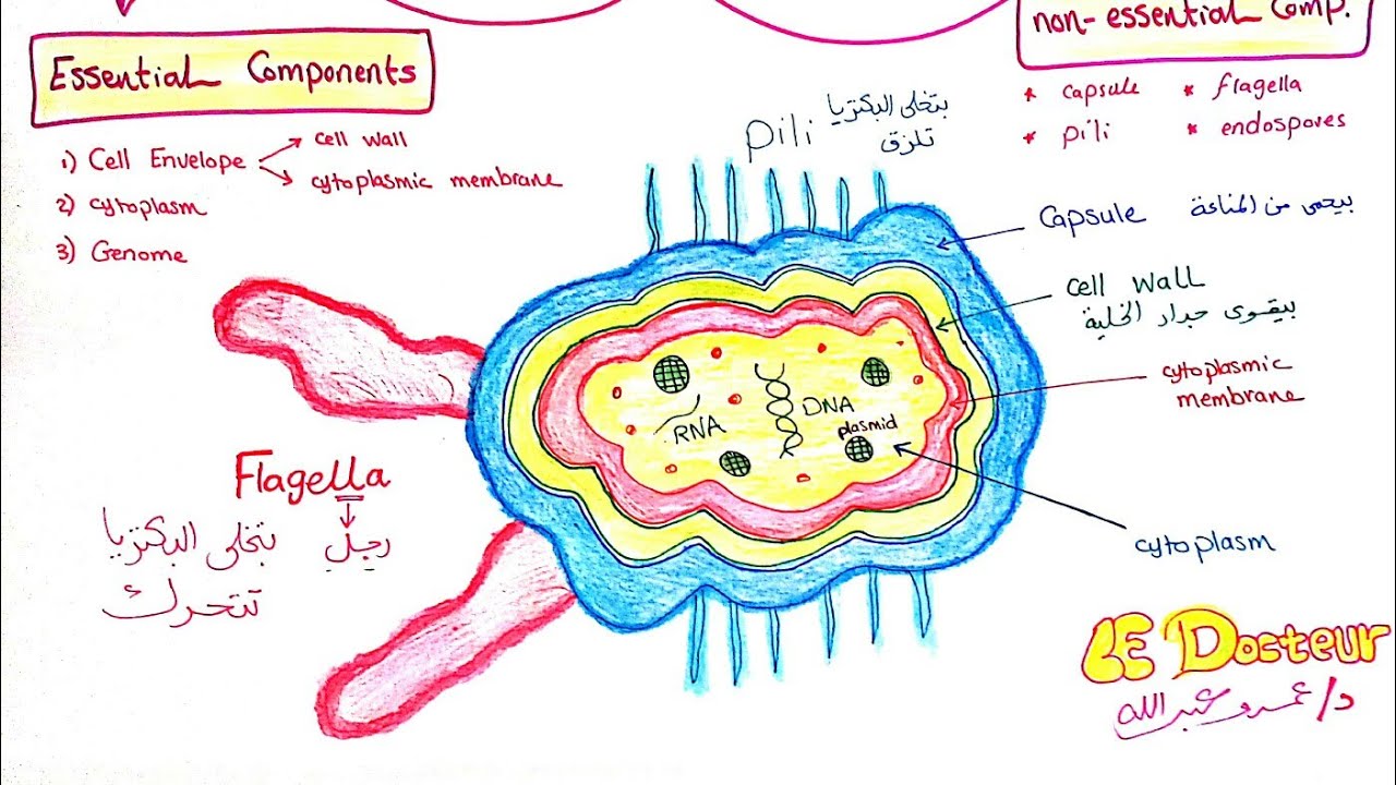 Introduction to Microbiology | Dr Amr Abdallah