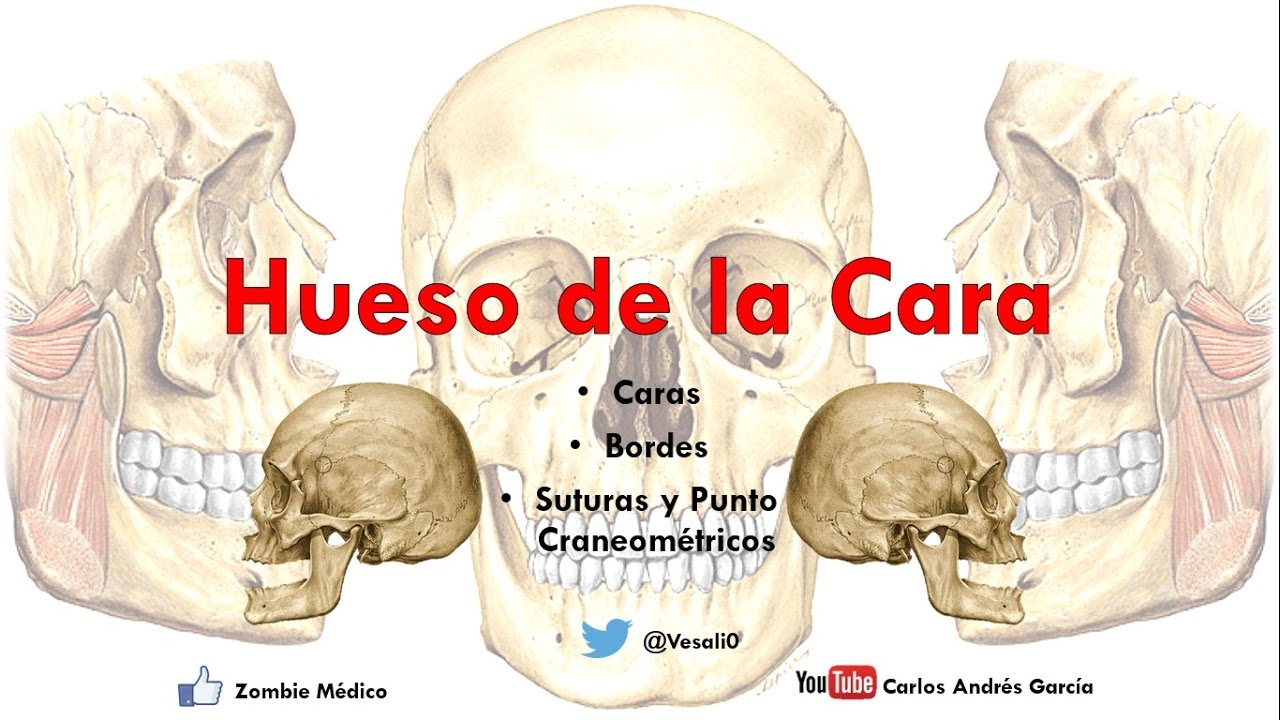 garcía lópez de cárdenas Anatomía - Huesos de la Cara (Malar Cornete Inferior Palatino Huesos Propios de la Nariz Vómer)