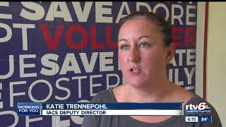 Indy animal shelter is running out of room; offering free adoptions with $10 donation of supplies
