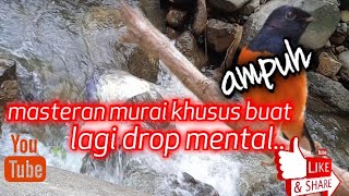 Download Lagu MASTERAN MURAI BATU DROP MENTAL//khusus buat murai lg malas bunyi@manuk074 #masteranmuraibatu MP3