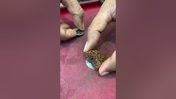 How to test original 1 mukhi Rudraksha