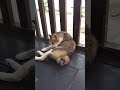 Kucing Pantai yg Pintar nurut irama musik Aah 4 Juni 2026