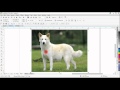 Dog Logo 1: How to extract the outline of a photo in Corel Draw