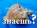 Как ловить рапаны