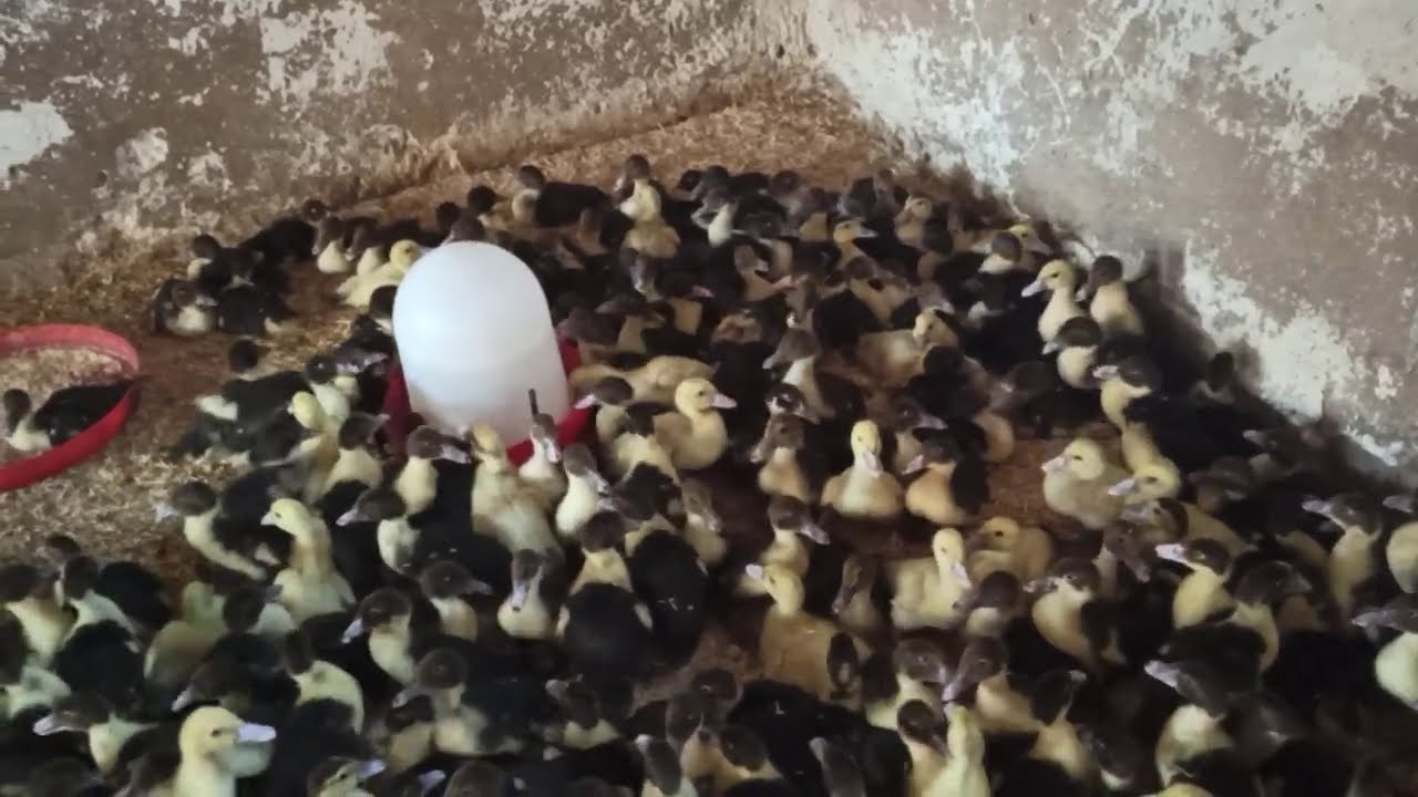 تحصين البط المسكوفى خلال دورة التسمين (شعبان العسيلى/Shaban ELessily)