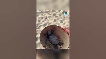 Cô gái mua hàng trăm con rùa con thả về biển khơi