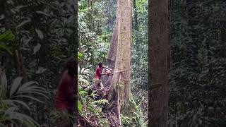 Incredible Tree Felling Skills You Must See#logging #ChainsawWork#Shorts#NatureWork#ForestWork