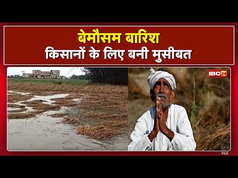 Chhattisgarh: पूरी तरह से तैयार थी धान की फसल| बेमौसम बारिश किसानों के लिए बनी मुसीबत,फसल हुई बर्बाद