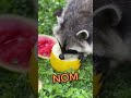 Racoons are awesome! #shorts #funny #adorable #cute #funnyvideo #racoon #animal #funnyanimals