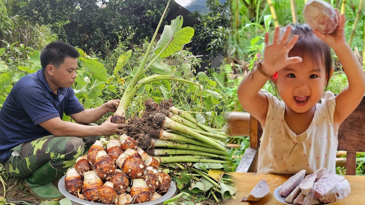 Harvesting taro roots goes to the market sell-Cooking from taro roots.