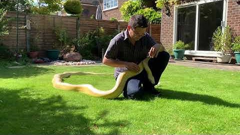 16ft Reticulated Python enjoying strokes outside