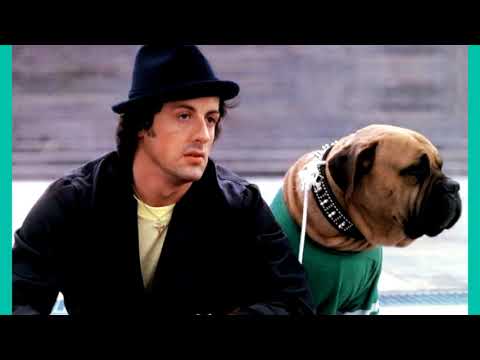 Historia Ya Maisha Ya Rambo 