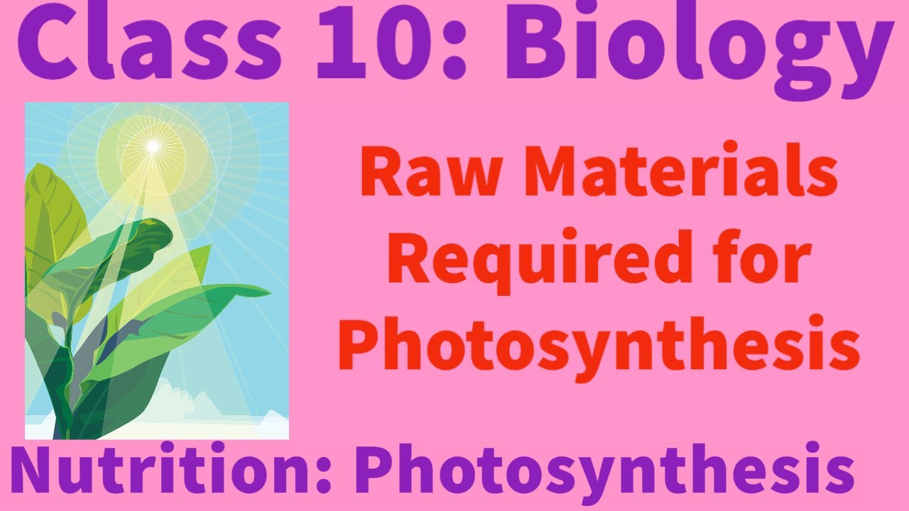 raw materials of photosynthesis