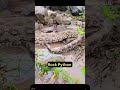 ⚠️ Village Mein Macha Hungama! Ajgar Ne Paltoo Kutta Kha Liya! #ytshorts #python