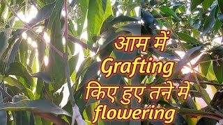 Grafted तने में flowering इतनी जल्दी कैसे #Flowering in grafted stem#mangoflowering#mangografting Update