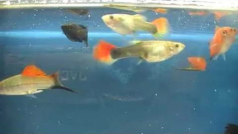 Co se týče rybí jikry?