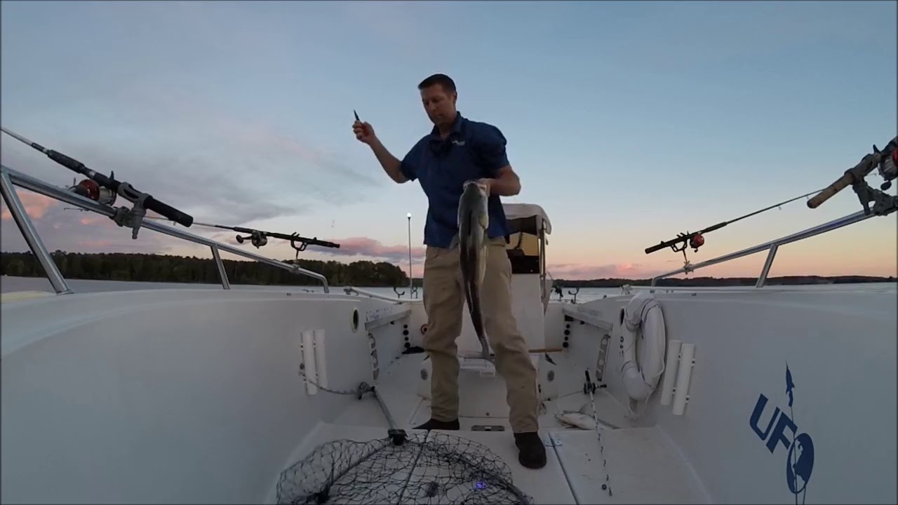 Striper Fishing on Lake Hartwell MAY 2016 YouTube