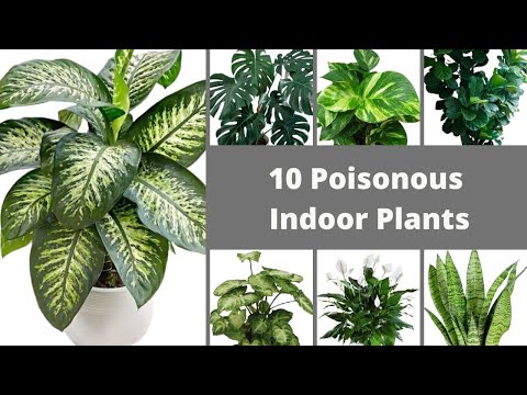 Video: The most poisonous indoor plants