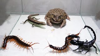 Bull Frog Scorpion Centipede Lizard