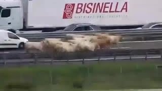 Incidente A4, camion di bestiame si rovescia: mucche in fuga sull'autostrada