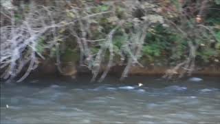 Vuelo de imagos de Epeorus, Río Porma. Octubre/16 - Cul de Canard Fly Fishing Blog