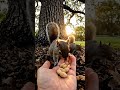 A Gentle Hand in Nature | Cinematic Squirrel Feeding Moment | Hand of Kindness