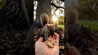 A Gentle Hand in Nature | Cinematic Squirrel Feeding Moment | Hand of Kindness