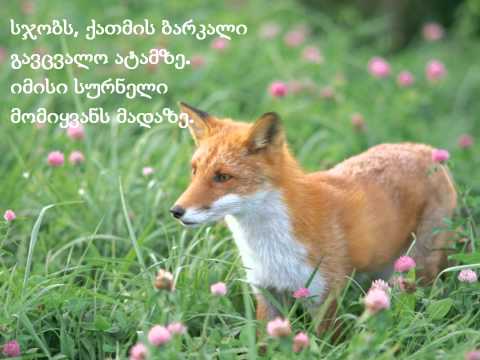 მეხილე მელია [mexile melia].wmv