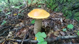 Сбор грибов в смешанном лесу | В поисках грибов.