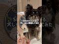 【検証】SNSで大バズりの犬しゃもじって本当にこの顔になるの？　#チワワ #犬のいる生活 #shorts #検証