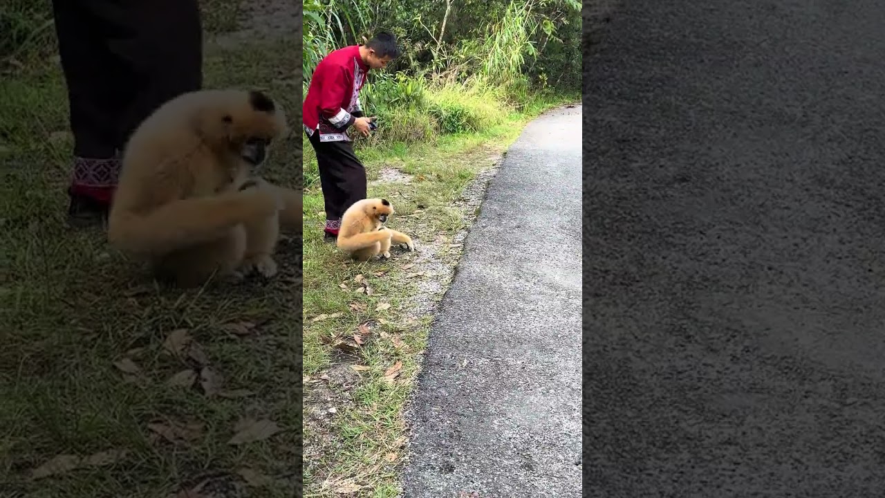 The deceptive behavior of animals