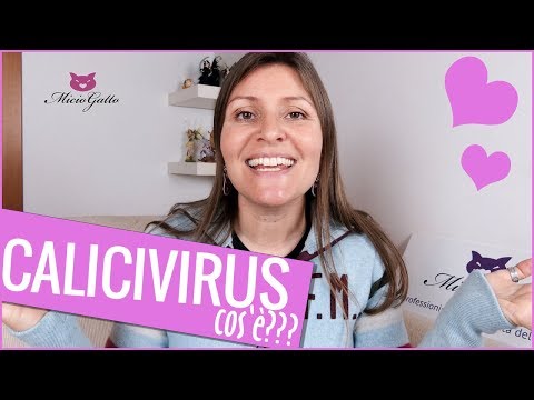 Video: Vaccino Calicivirus per gatti