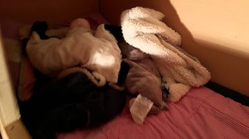 Pd4106 bus conversion