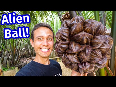 Amazing Food - ALIEN SPIKY BALL!! You Won’t Believe How They EAT This!!