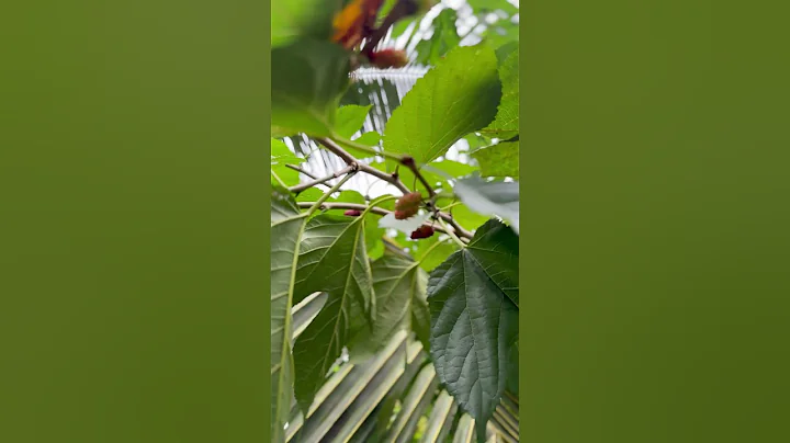 How to grow a mulberry tree at your home - රසම රස mulberry එන ගහක් ඔබෙ ගෙවත්තෙ තියනවද ? - DayDayNews