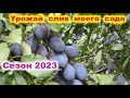 Урожай слив с моего сада сезона 2023