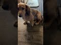 4ヶ月の子犬が脱走したので怒られています#shorts #ダックスフンド #dachshund #かわいい犬 #dog