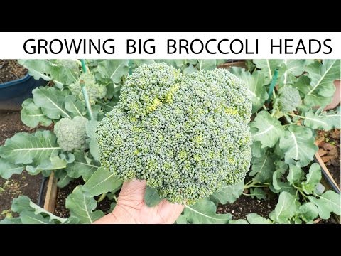 Video: Broccoli Varietas Sun King: Tips Menumbuhkan Kepala Brokoli Sun King