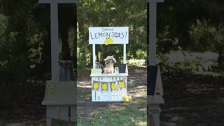 Daphne sells lemonade