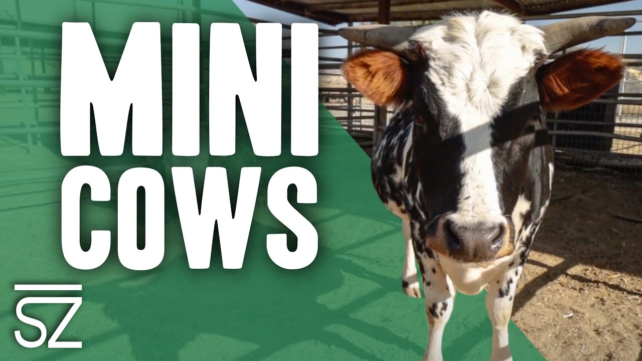 We Have Miniature Cows