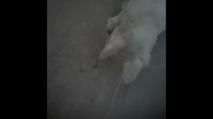 cat#【斗罗大陆】珍惜眼前人！ #斗罗大陆 #唐三小舞 #唐舞桐 #印度