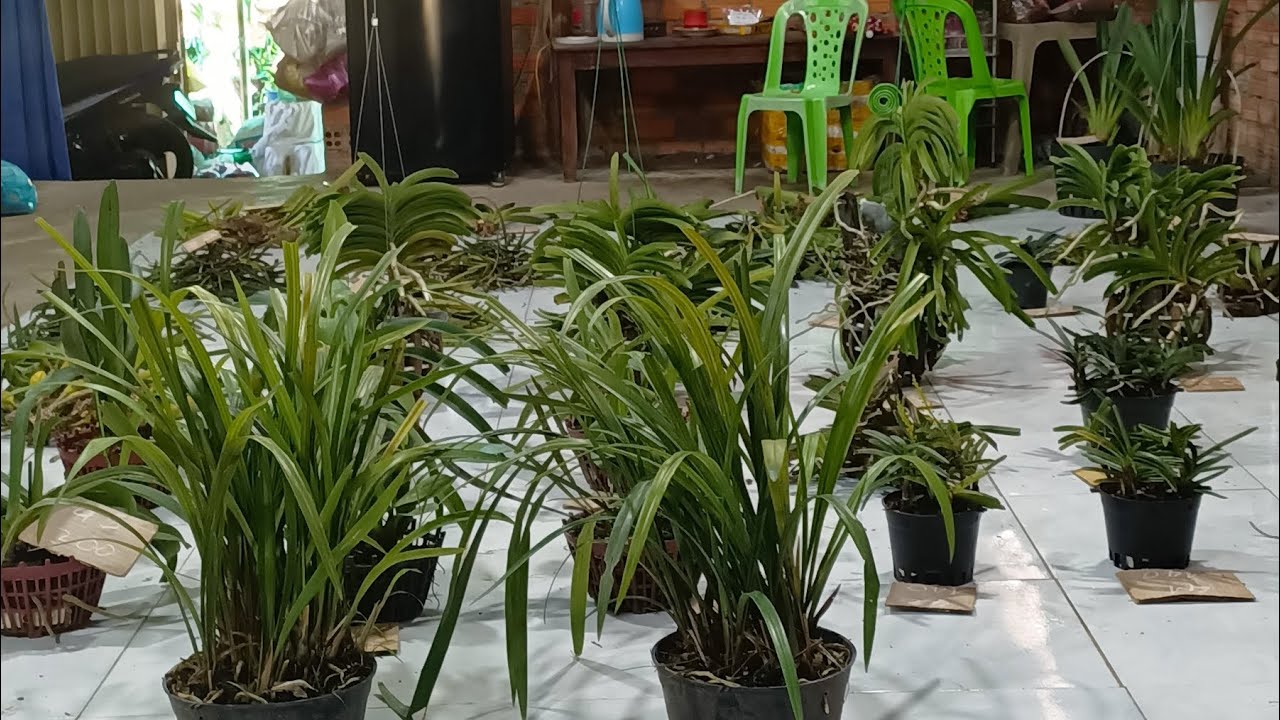 Lan rừng tam nguyên 1/3/26 bao síp LH 0334110946 mời cô chú đăng ký ủng hộ kênh 