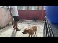 American Bully Exercise and Playtime